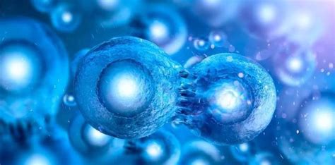 关于我们 / 干细胞简介-天津博纳戈恩生物科技有限公司