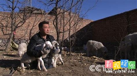 致富经养猪_cctv7 致富经养猪视频 - 中国保健养猪网