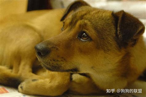 破脸狗图片