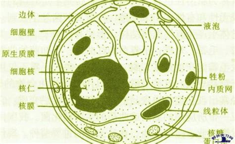 细胞生命周期自然科学手绘插画元素 - 模板 - Canva可画