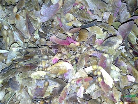 鸡爪槭种子图片