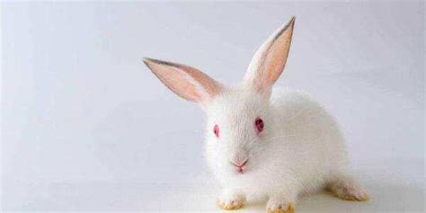 我们中国的兔子有哪些品种呢