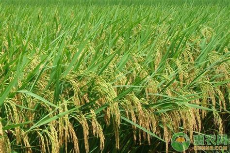 种大米一年能赚多少钱？2022年种水稻好吗？ - 惠农网