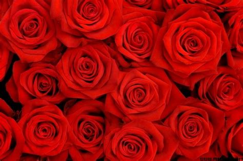 9张高清玫瑰花语图片素材 - 爱图网设计图片素材下载