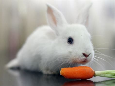 白兔子在吃红萝卜手机图片高清_591彩信网
