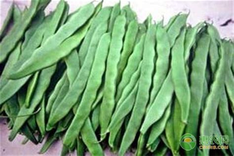 龙豆角图片