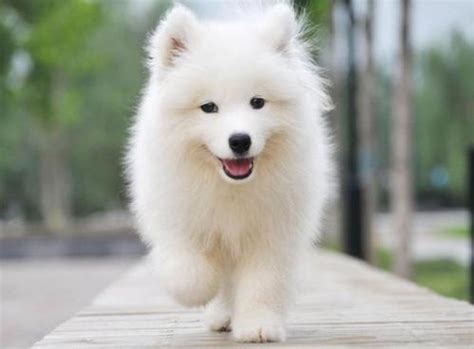 小型犬狗品种大全 世界公认顶级护卫犬_宠物百科 - 养宠客