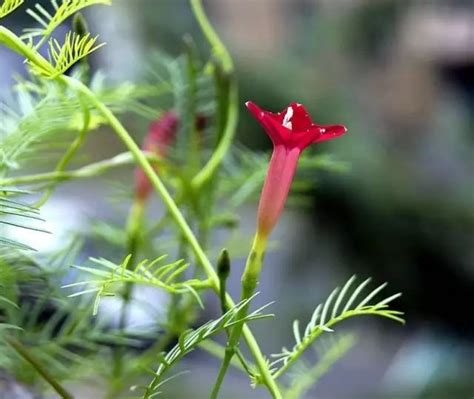 茑萝花图片