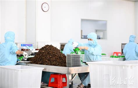 河北省沧州市：龙头带动 产业升级凤凰网河北_凤凰网