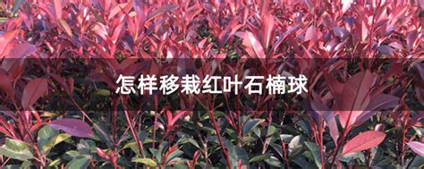 怎样移栽红叶石楠球-种植技术-中国花木网