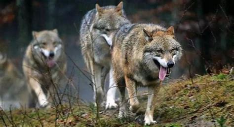 四川首次为200余匹狼建立保护站 保护了狼，羊怎么办?_四川在线