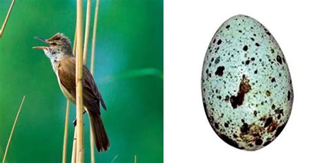鹈 海鸟 沿海的鸟 野生动物 自然 海 鸟嘴 蓝色 国鸟图片免费下载 - 觅知网