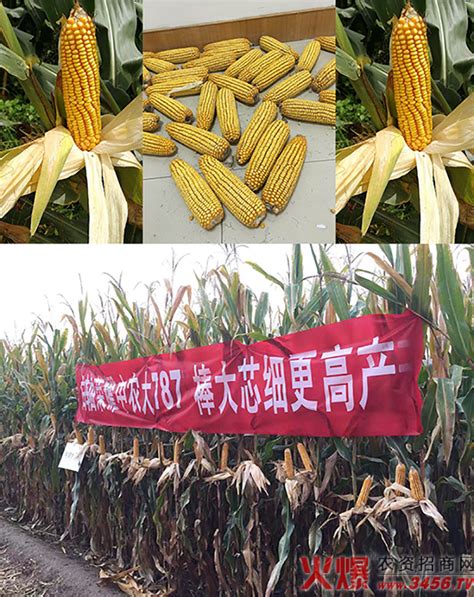 迪卡517玉米种简介,迪卡1210玉米种,农大372玉米种_大山谷图库