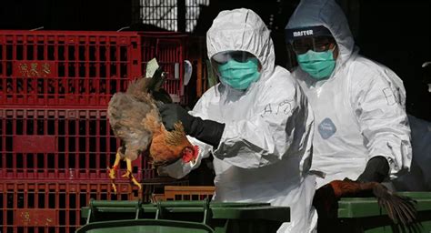 史无前例的禽流感暴发引科学家担忧__财经头条