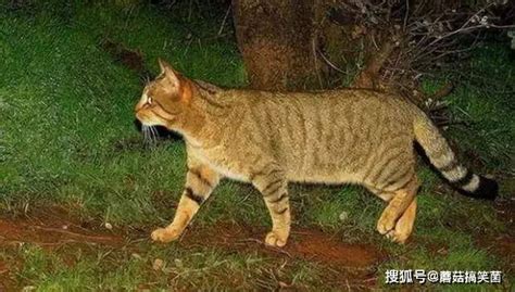 豹猫-云南野生珍稀动物-图片