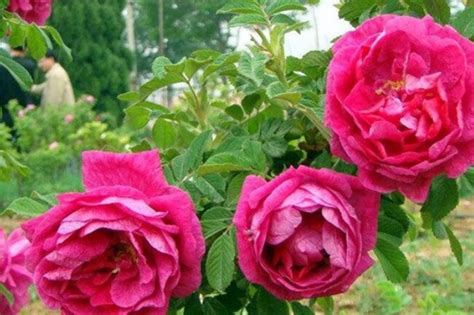 四季玫瑰花期多长-百度经验