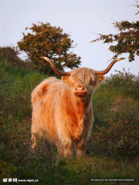 安科拉长角牛的外形特征（附安科拉长角牛图片） - 胖萌舍宠物网