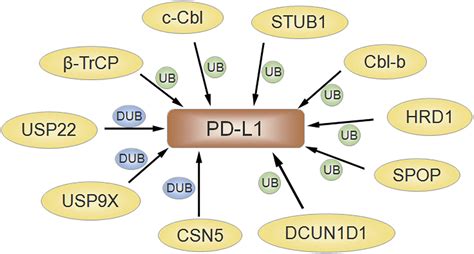PD-1 checkpoint blockade disrupts CD4 T cell regulated adaptive B cell ...