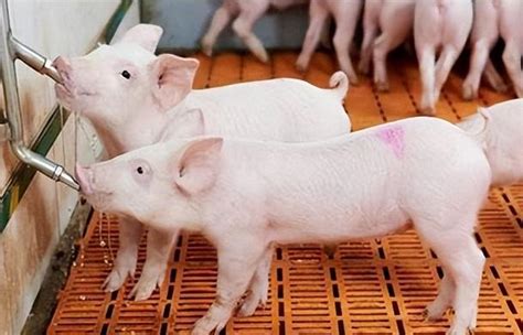 今日猪价行情| 2017-09-12今日全国30公斤仔猪价格！