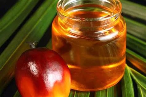 棕榈油是什么油 棕榈期货和什么有关 - V策财经