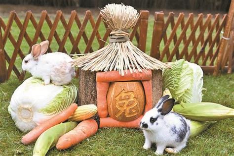 胖帅富安兔兔的幸福生活-宠物靓照-宠物花草-重庆购物狂