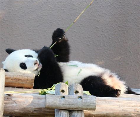 熊猫百问你来问｜怎么看大熊猫保护等级从濒危降至易危？_凤凰网视频_凤凰网