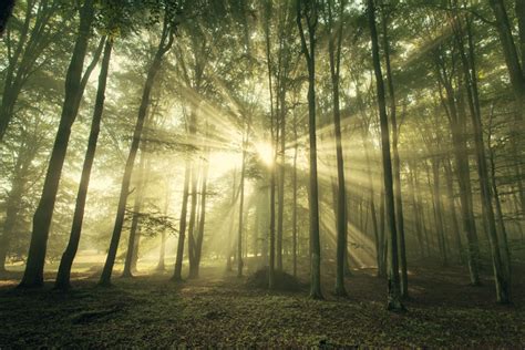 唯美自然风光树叶绿叶阳光照进树林光线透过树叶高清实拍视频素材