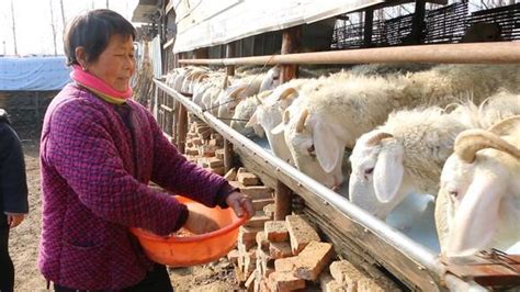 新手养羊的羊圈建设 山东-食品商务网