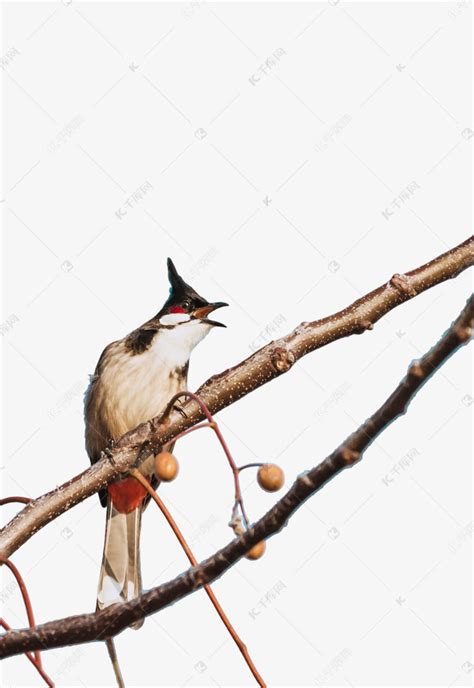 小鸟动物鸟类树上枝头啼叫素材图片免费下载-千库网