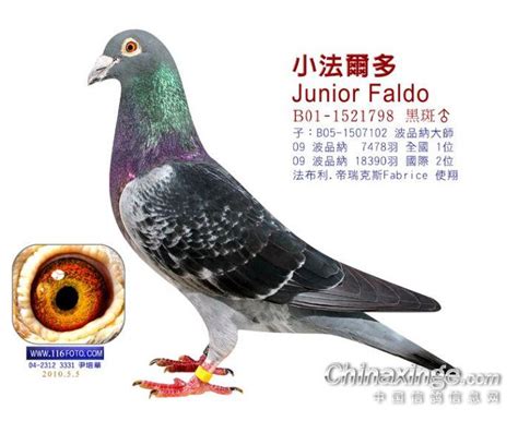 超级种鸽--中国信鸽信息网相册