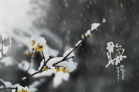 【梅花欢喜漫天雪摄影图片】生态摄影_太平洋电脑网摄影部落