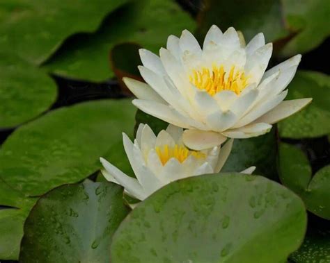 湘之莲，清如水 一起来赏莲的“美颜盛世” - 视点头条 - 湖南日报网 - 华声在线
