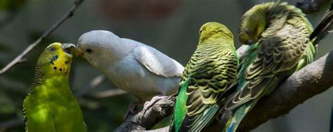 真正的鹦鹉学舌，就连主人亲嘴的声音都模仿的惟妙惟肖