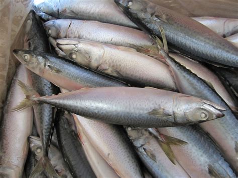 美国FDA全球通告：七种鱼一口别给宝宝吃，汞含量都超标