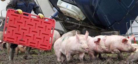 小猪在农场高清图片下载-正版图片503777346-摄图网