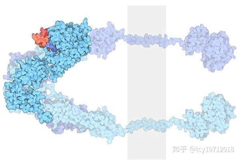 激素都必须与细胞膜上的受体结合才能完成对细胞代谢的调节吗？ - 知乎