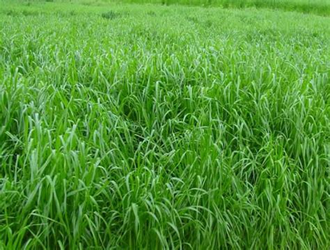 多年生牧草品种简介及图片（适合北方种植的耐寒高产牧草）-长景园林网
