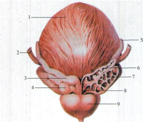 前列腺的结构