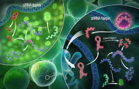 RNAi创新崛起：Alnylam报告Cemdisiran治疗IgA二期临床阳性肾病结果-试药员招聘与临床试验信息平台