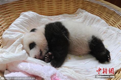 比利时：大熊猫双胞胎“宝弟”“宝妹”迎来两岁生日_天下_新闻中心_长江网_cjn.cn