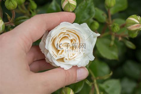 唯美手中花图图片