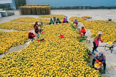 江苏沭阳：瓜蒌产业助农增收-人民图片网