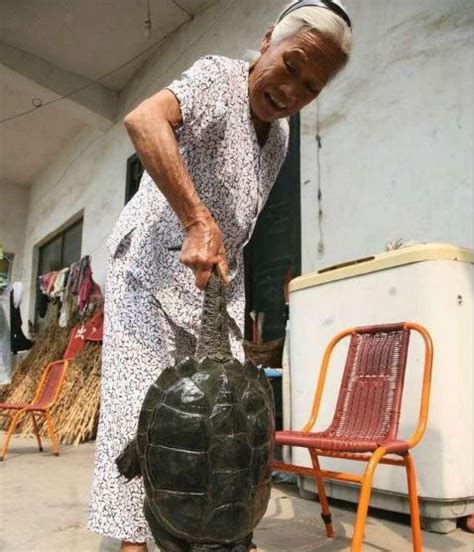 老太太田里抓到百年乌龟，以为能发财专家一句话泪奔了