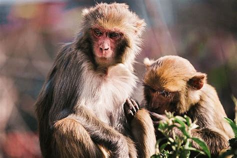 80年属猴人一生运程 80年出生属猴人的命运 - 万年历