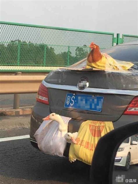两鸭一鸡成了网红 因为它们这样乘车上高速-新闻中心-温州网