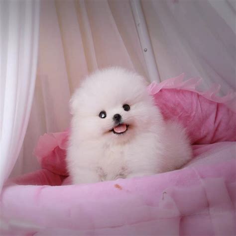 台湾血统的白色博美幼犬小公已售_博美犬 博美犬舍 紫盈博美犬舍、博美 白博美、博美犬