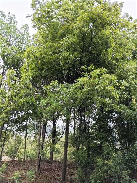 木荷树图片