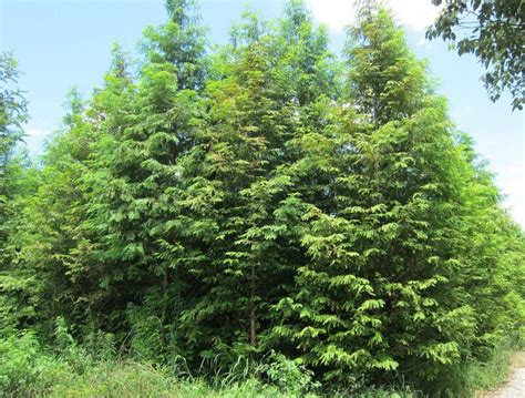 园林绿化苗木种类大全,33种园林绿化树种,树木苗木大全_大山谷图库