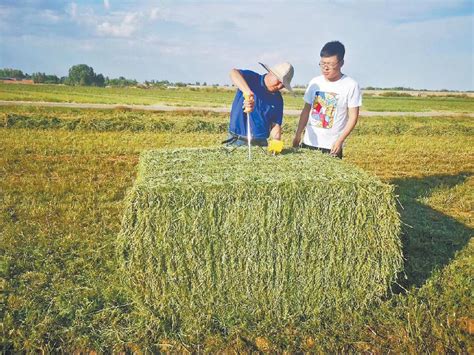 榆林：榆阳探索推广多元化饲草种植模式 - 陕西省农业农村厅门户网站