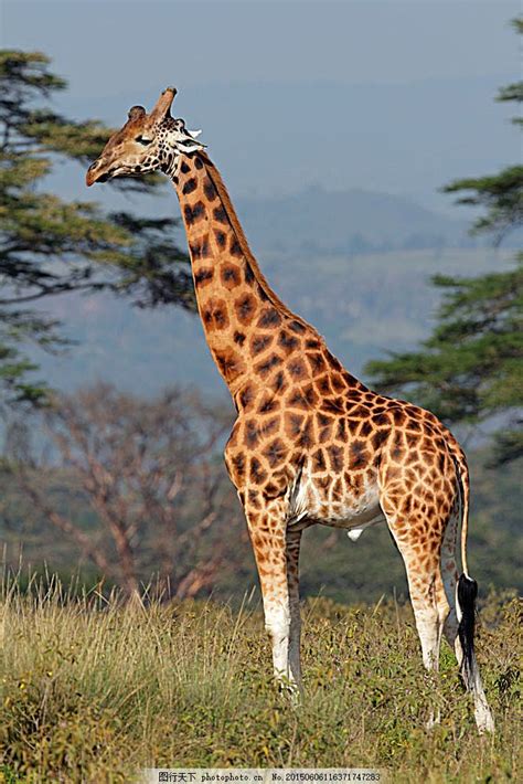非洲最高的陆生动物长颈鹿图片_动物图片_3g壁纸